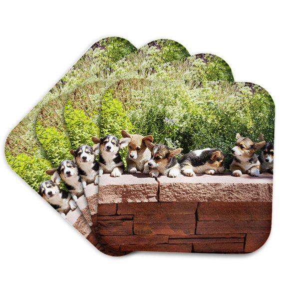 3drose, Pembroke Welsh Corgi Dog, Flagstone Wall - Na02 Pwo0113 - Piperanne Worcester, Set of 4 Coasters - Soft