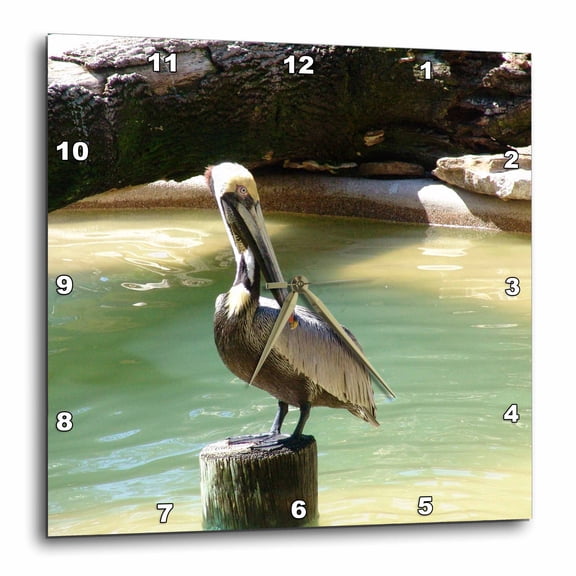 3drose, Penney the Pelican, 10x10 Wall Clock