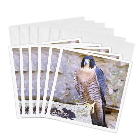 3drose, Peregrine Falcon, Bird Native to Us - Na02 Dno0142 - David Northcott, 6 Greeting Cards with Envelopes