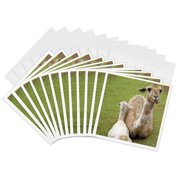 3drose, Peru, Llama, Awana Kancha, Urubamba Valley - Sa17 Kwi0123 - Kymri Wilt, 12 Greeting Cards with Envelopes