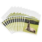 3drose, Peru, Machu Picchu, Llama in Main Plaza - Sa17 Djo0182 - Diane Johnson, 12 Greeting Cards with Envelopes