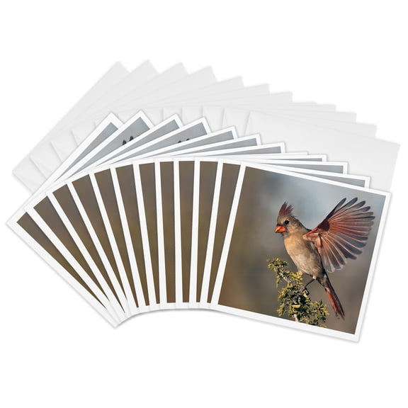 3drose, Photo of a Female Northern Cardinal Showing Off Her Beautiful Wings., 12 Greeting Cards with Envelopes
