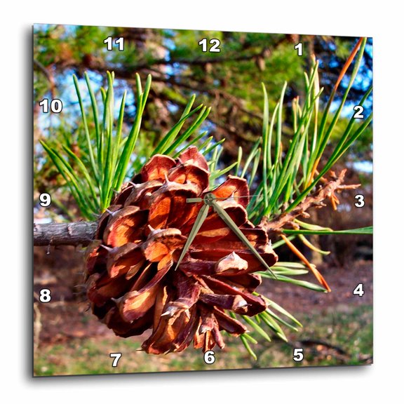 3drose, Pine Cone, 10x10 Wall Clock