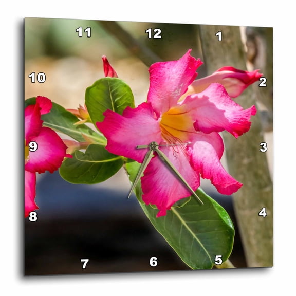 3drose, Pink Desert Roses Bloom, Desert Botanical Garden, Phoenix, Arizona., 13x13 Wall Clock