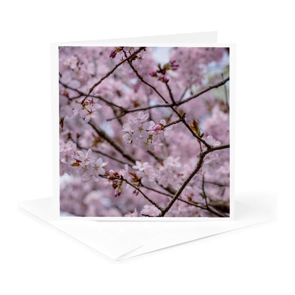 3drose, Pink Japanese Cherry Blossom Sakura Flowers on a Blooming Tree, 1 Greeting Card with Envelope