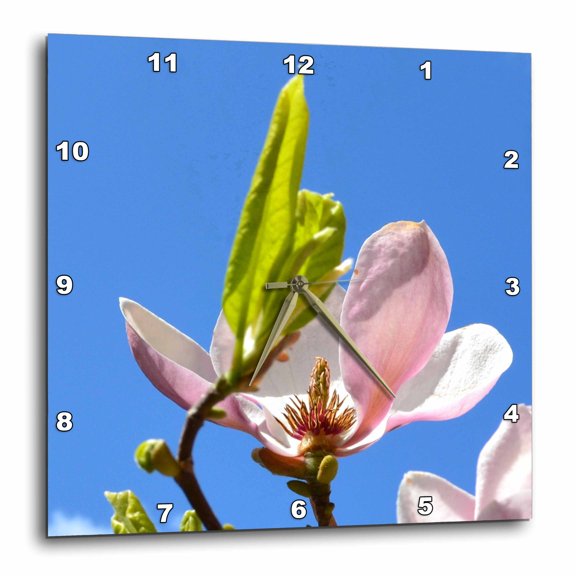 3drose, Pink Magnolia Flower, 15x15 Wall Clock