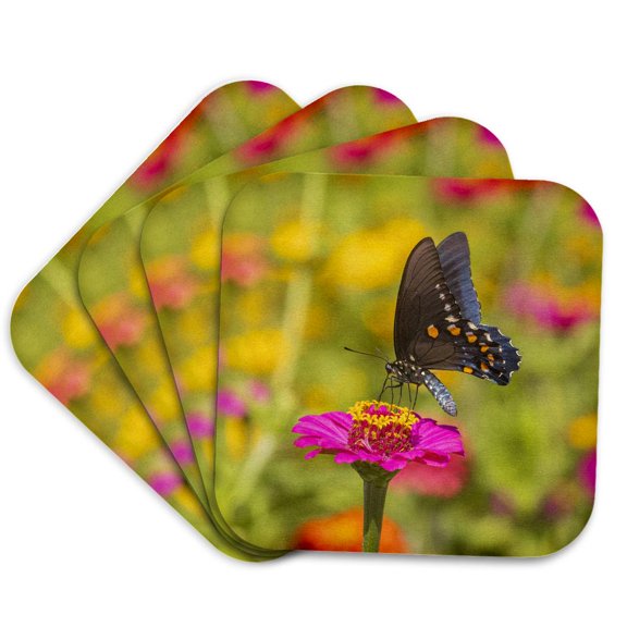 3drose, Pipevine Swallowtail Perched on Zinnia, Marion County, Illinois., Set of 4 Coasters - Soft