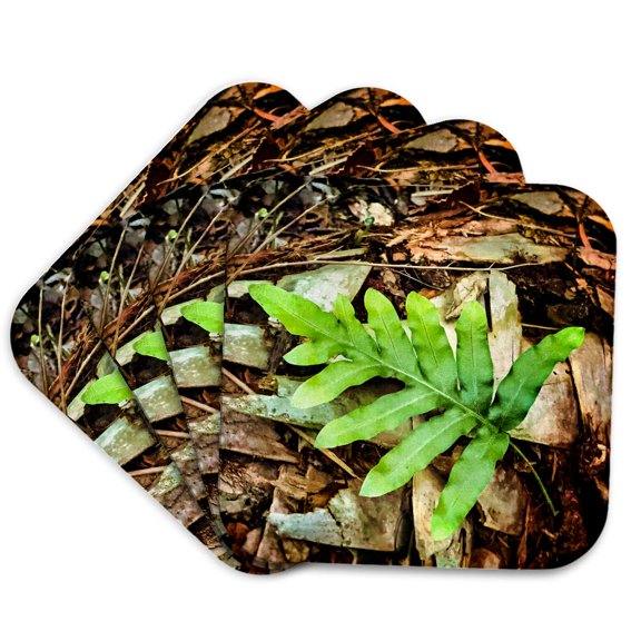 3drose, Plant Leaf on Old Palm Trunk, Set of 4 Coasters - Soft