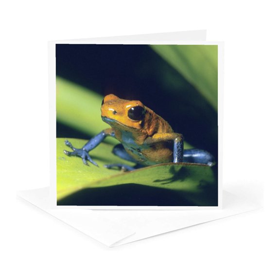 3drose, Poison Dart, La Selva Area, Costa Rica - Sa22 Ksc0068 - Kevin Schafer, 1 Greeting Card with Envelope