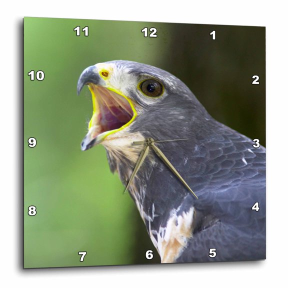 3drose, Portrait of Jackal Buzzard, Johannesburg, Gauteng, South Africa., 10x10 Wall Clock