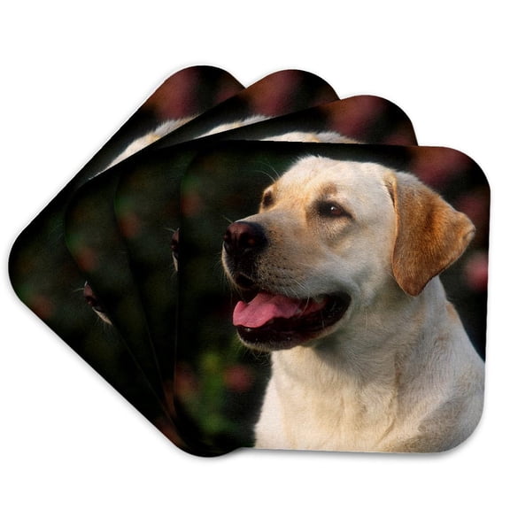 3drose, Portrait of Labrador Retriever, Hilton, South Africa., Set of 4 Coasters - Soft