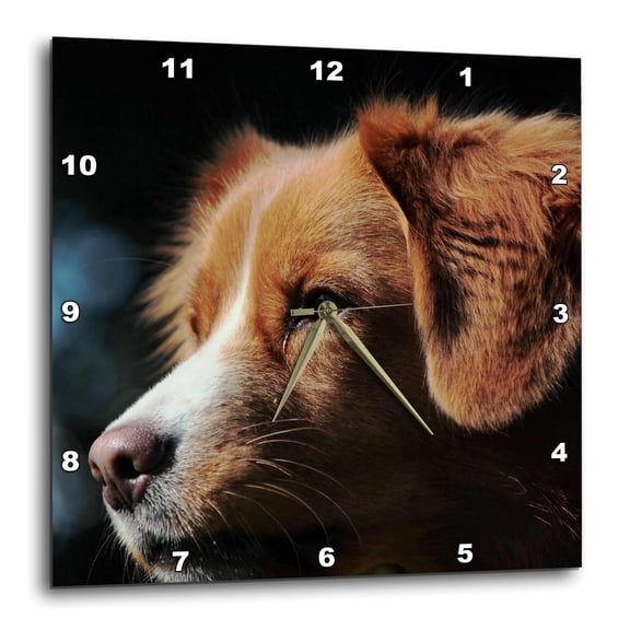 3drose, Portrait of Nova Scotia Duck Tolling Retriever, 15x15 Wall Clock