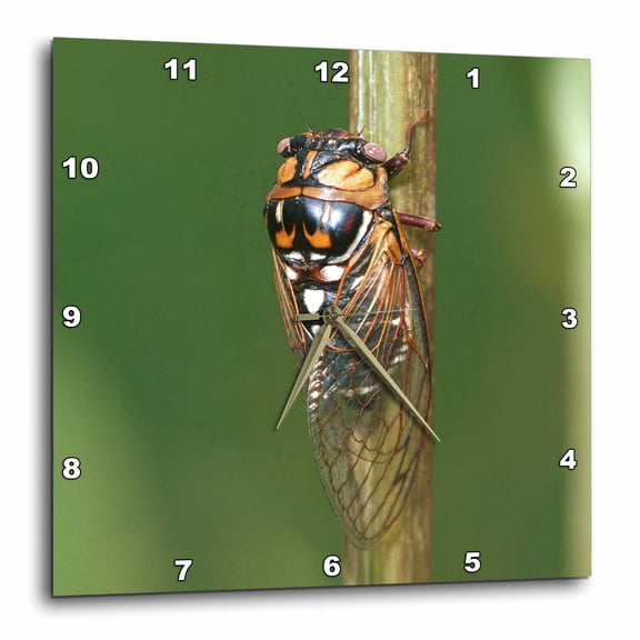 3drose, Prairie Cicada on Cup Plant, Prairie Ridge State Natural Area, Il, 15x15 Wall Clock