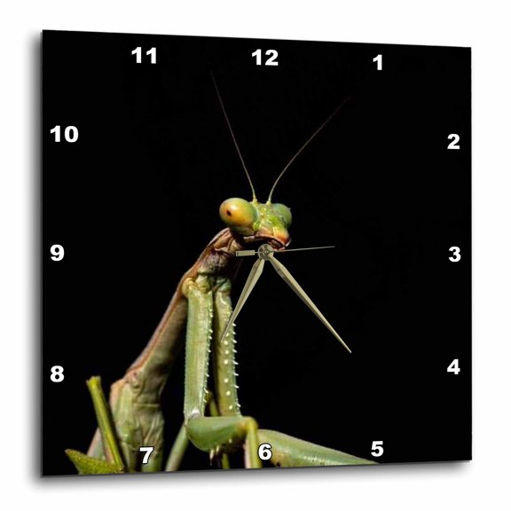 3drose, Preying Mantis Insect Isolated Against Black, 15x15 Wall Clock