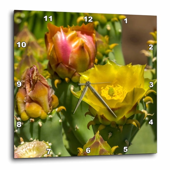 3drose, Prickly Pear Cactus Bloom, Desert Botanical Garden, Phoenix., 15x15 Wall Clock
