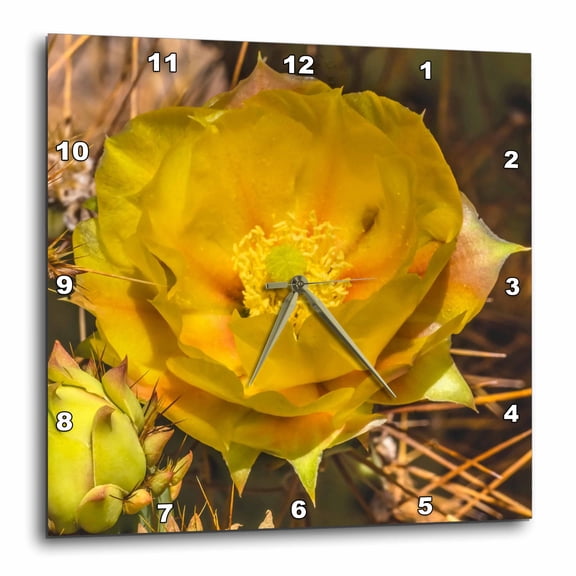 3drose, Prickly Pear Cactus Bloom, Desert Botanical Garden, Phoenix, Arizona., 13x13 Wall Clock