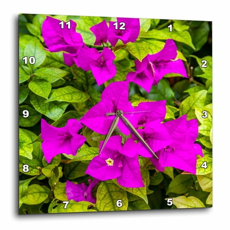 3drose, Purple Bougainvillea, San Miguel De Allende, Mexico, 10x10 Wall Clock