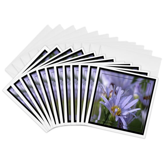 3drose, Purple English Aster Flowers, 12 Greeting Cards with Envelopes