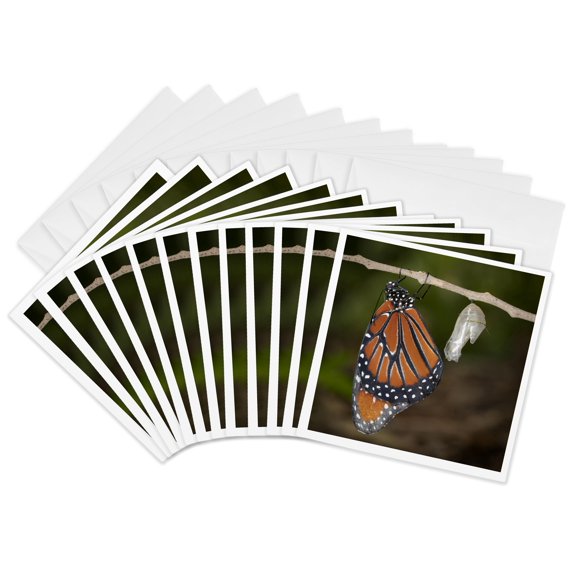 3drose, Queen Butterfly Just Hatched, Danaus Gilippus, Florida, 12 Greeting Cards with Envelopes