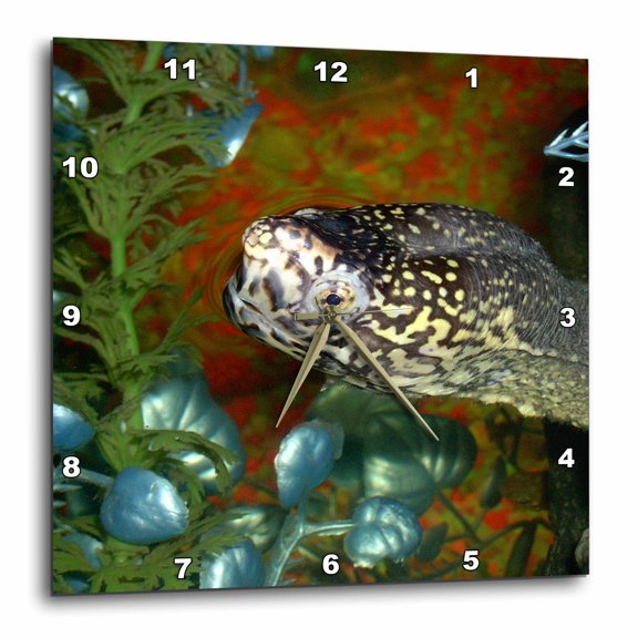 3drose, Razorbacked Musk Turtle Head Color in Aquarium, 10x10 Wall Clock
