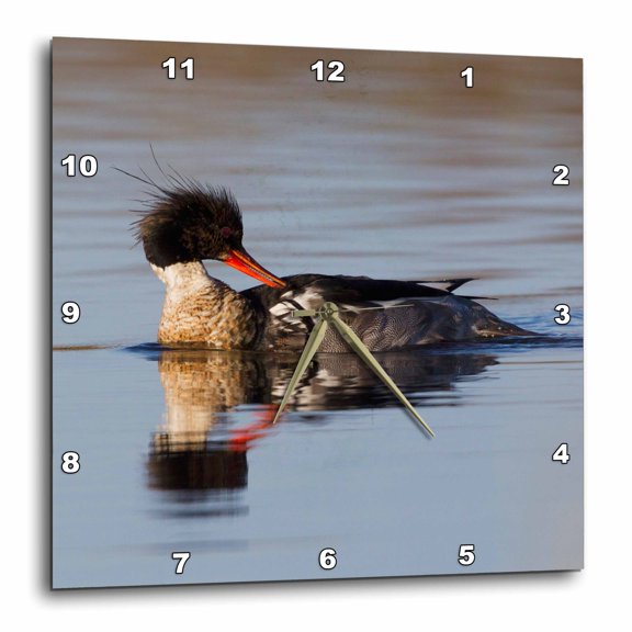 3drose, Red Breasted Merganser Preening, 10x10 Wall Clock