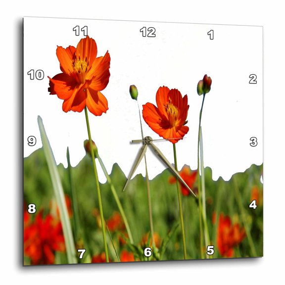 3drose, Red Cosmos Flower in a Meadow Isolated on White, 15x15 Wall Clock
