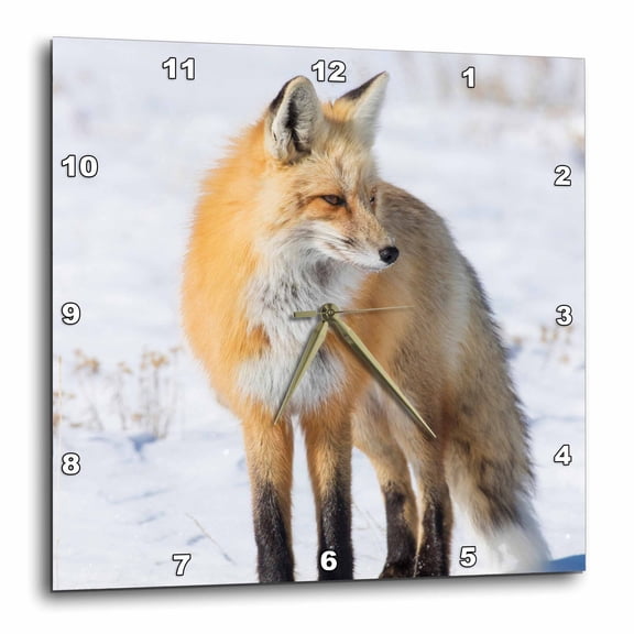 3drose, Red Fox Standing in Snow, Yellowstone National Park, Wyoming, 15x15 Wall Clock
