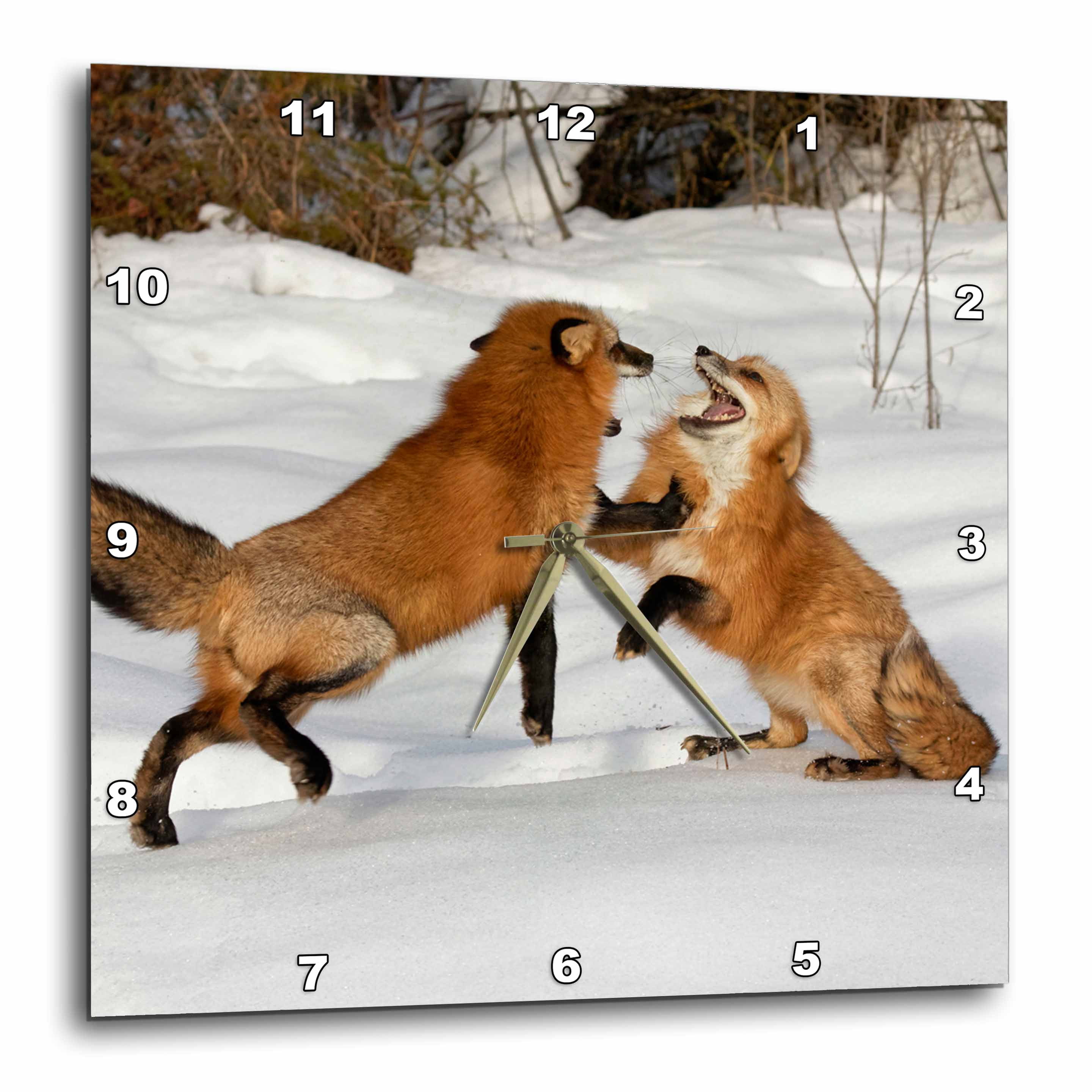 3drose, Red Foxes Fighting in Winter, Montana, 13x13 Wall Clock ...