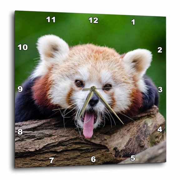 3drose, Red Panda Bear in the Wildlife Nature Animal, 15x15 Wall Clock