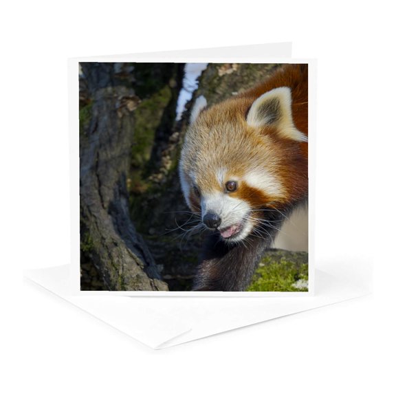 3drose, Red Panda. Munich, Germany., 1 Greeting Card with Envelope