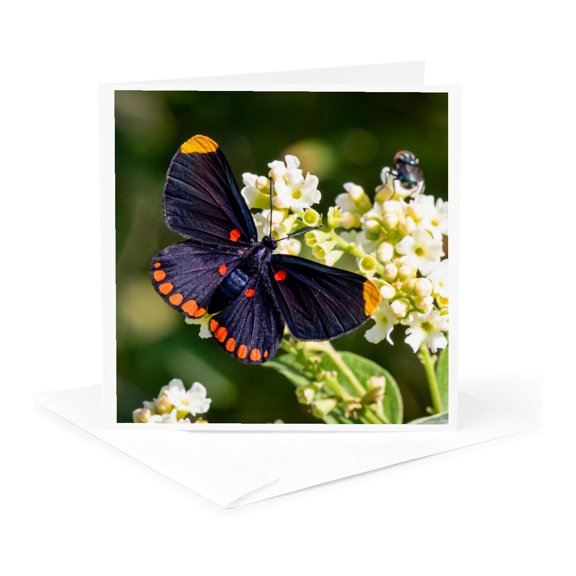 3drose, Red-bordered Pixie Butterfly Feeding on Garden Flowers, Mission, Tx., 1 Greeting Card with Envelope