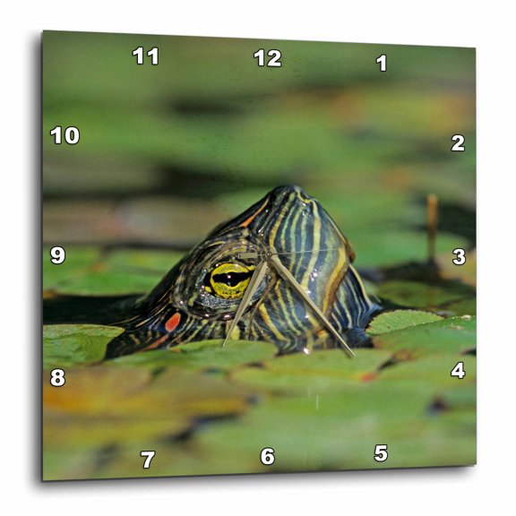 3drose, Red-eared Slider Turtle, Rio Grande Valley, Texas - Us44 Rnu0218 - Rolf Nussbaumer, 15x15 Wall Clock