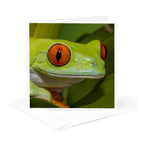 3drose, Red-eyed Tree Frog Resting on Yellow Bromeliad Flower Plant, 1 Greeting Card with Envelope