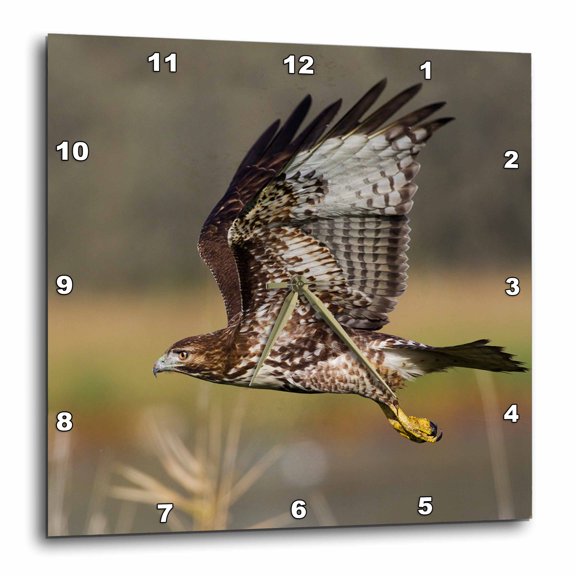 3drose, Red-tail Hawk, 15x15 Wall Clock