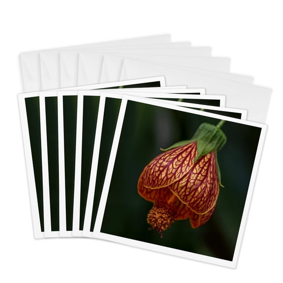 3drose, Redvein Abutilon, Chinese Lantern Flower, 6 Greeting Cards with Envelopes
