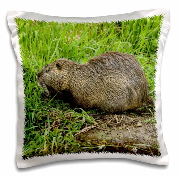 3drose, Ridgefield, Wa. Nutria in Ridgefield Nwr. Coypu, 16x16 inch Pillow Case