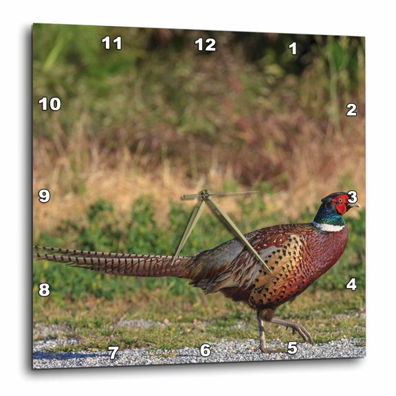 3drose, Ring-necked Pheasant Bird, California, Usa - Us05 Tno0061 - Tom Norring, 15x15 Wall Clock