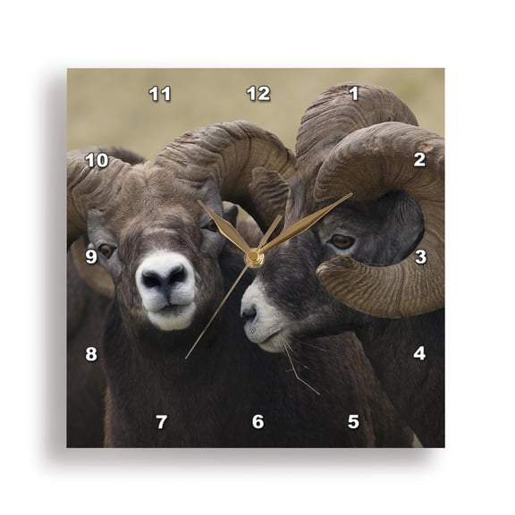 3drose, Rocky Mountain Bighorn Sheep Rams, 15x15 Wall Clock
