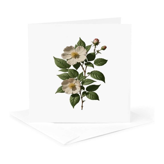 3drose, Rosa Laevigata Botanical Art Vector, 1 Greeting Card with Envelope