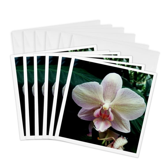 3drose, Rosa Orchid Flower, 6 Greeting Cards with Envelopes