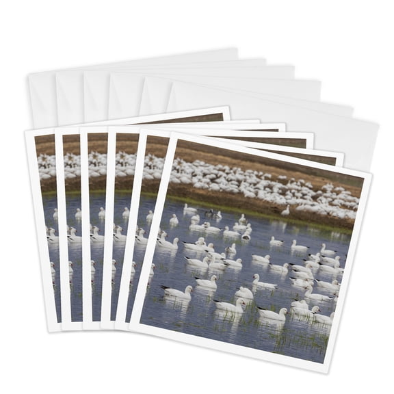 3drose, Ross Geese, Migration Stop, 6 Greeting Cards with Envelopes
