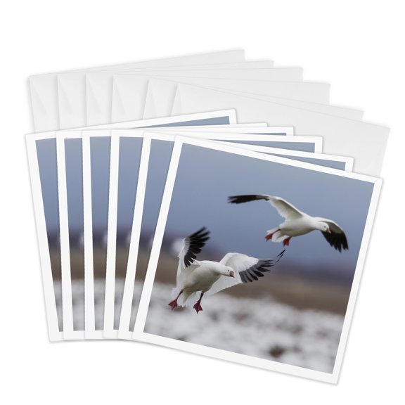3drose, Rosss Geese Alighting, 6 Greeting Cards with Envelopes