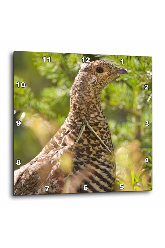 , Ruffed Grouse, Manning Park, British Columbia-cn02 Pcl0130 - Paul Colangelo, 10x10 Wall Clock