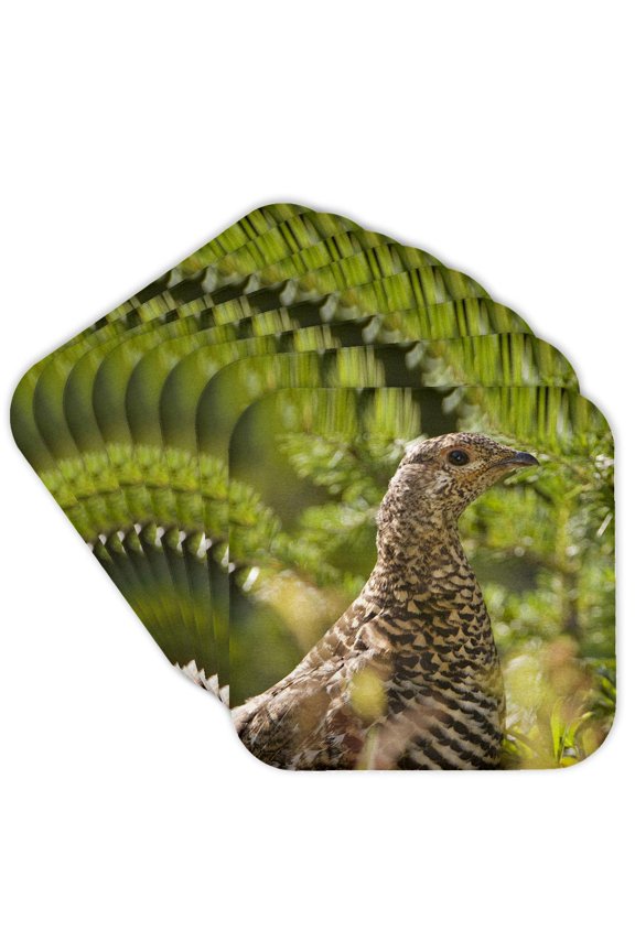 , Ruffed Grouse, Manning Park, British Columbia-cn02 Pcl0130 - Paul Colangelo, Set of 8 Coasters - Soft