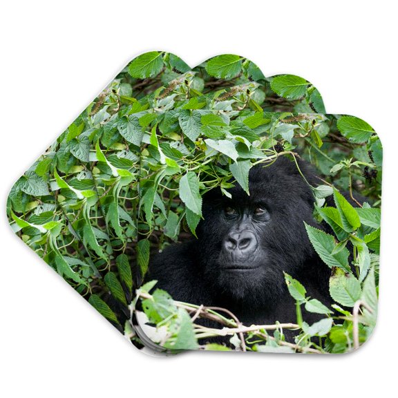 3drose, Rwanda, Volcanoes Np. Female Mountain in Thick Foliage., Set of 4 Coasters - Soft