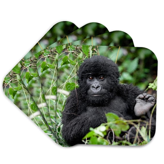 3drose, Rwanda, Volcanoes Np. Juvenile Mountain Gorilla Watching Curiously., Set of 4 Coasters - Soft