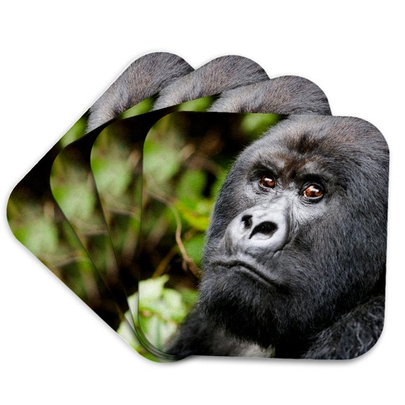 3drose, Rwanda, Volcanoes Np. Silverback Mountain Gorilla at Peace,, Set of 4 Coasters - Soft