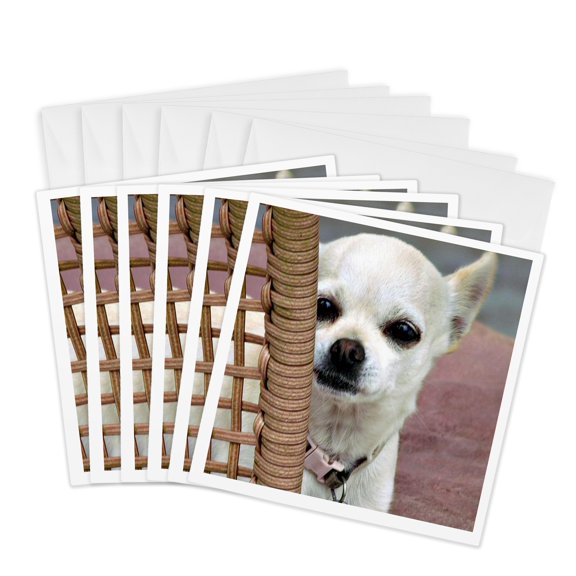 3drose, Sad Chihuahua Pensive Looking White Chihuahua Has a Face You Can Not Refuse, 6 Greeting Cards with Envelopes