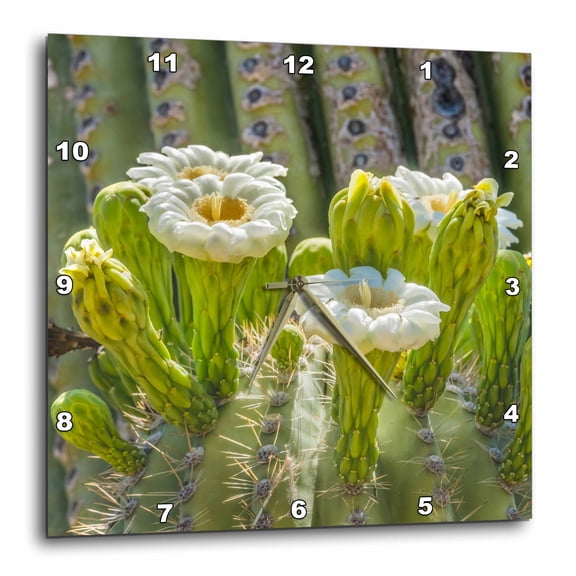 3drose, Saguaro Cactus Blooming, Desert Botanical Garden, Phoenix, Arizona., 15x15 Wall Clock
