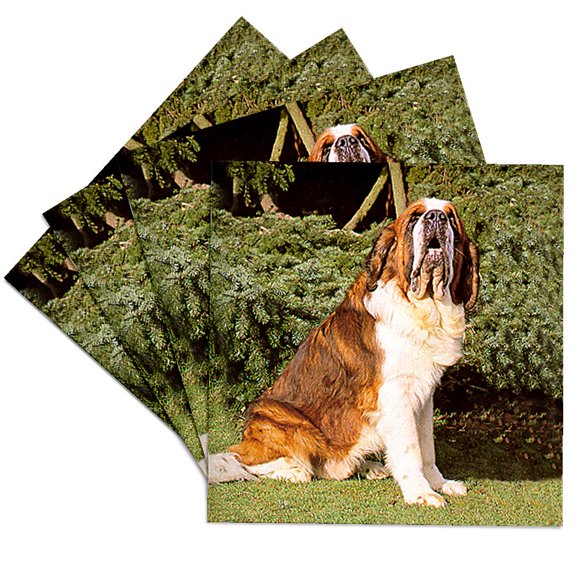 3drose, Saint Bernard, Set of 4 Ceramic Tile Coasters